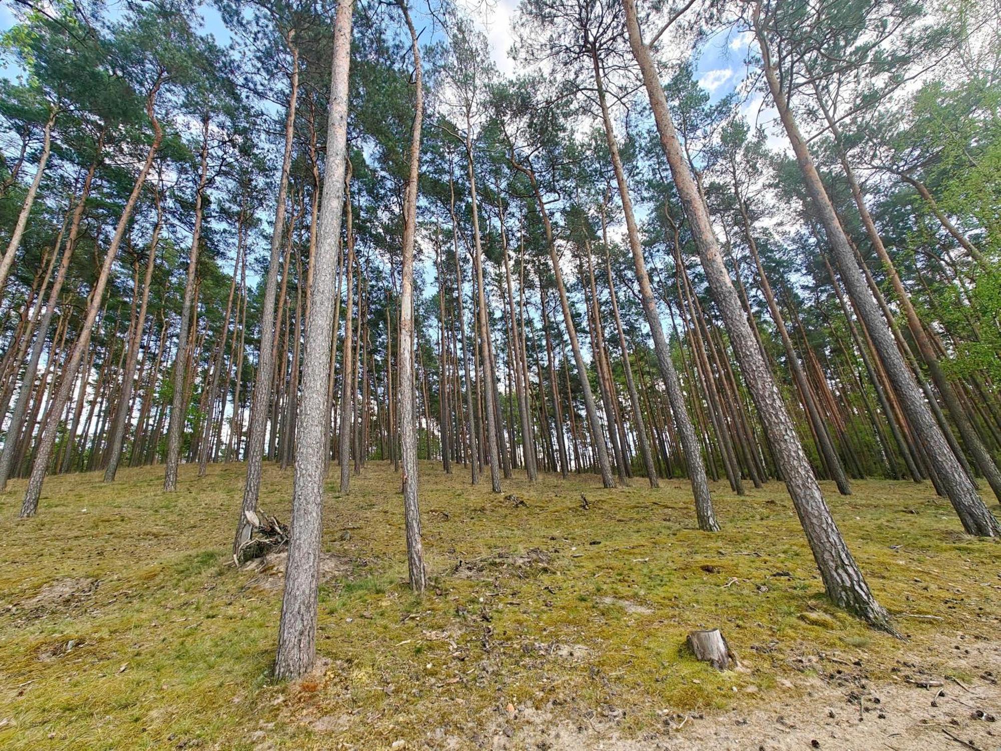 Lesna Ostoja W Centrum Puszczy Nadnoteckiej Otoczona 3 Jeziorami Miedzychod 외부 사진